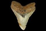 Fossil Megalodon Tooth - North Carolina #124973-1